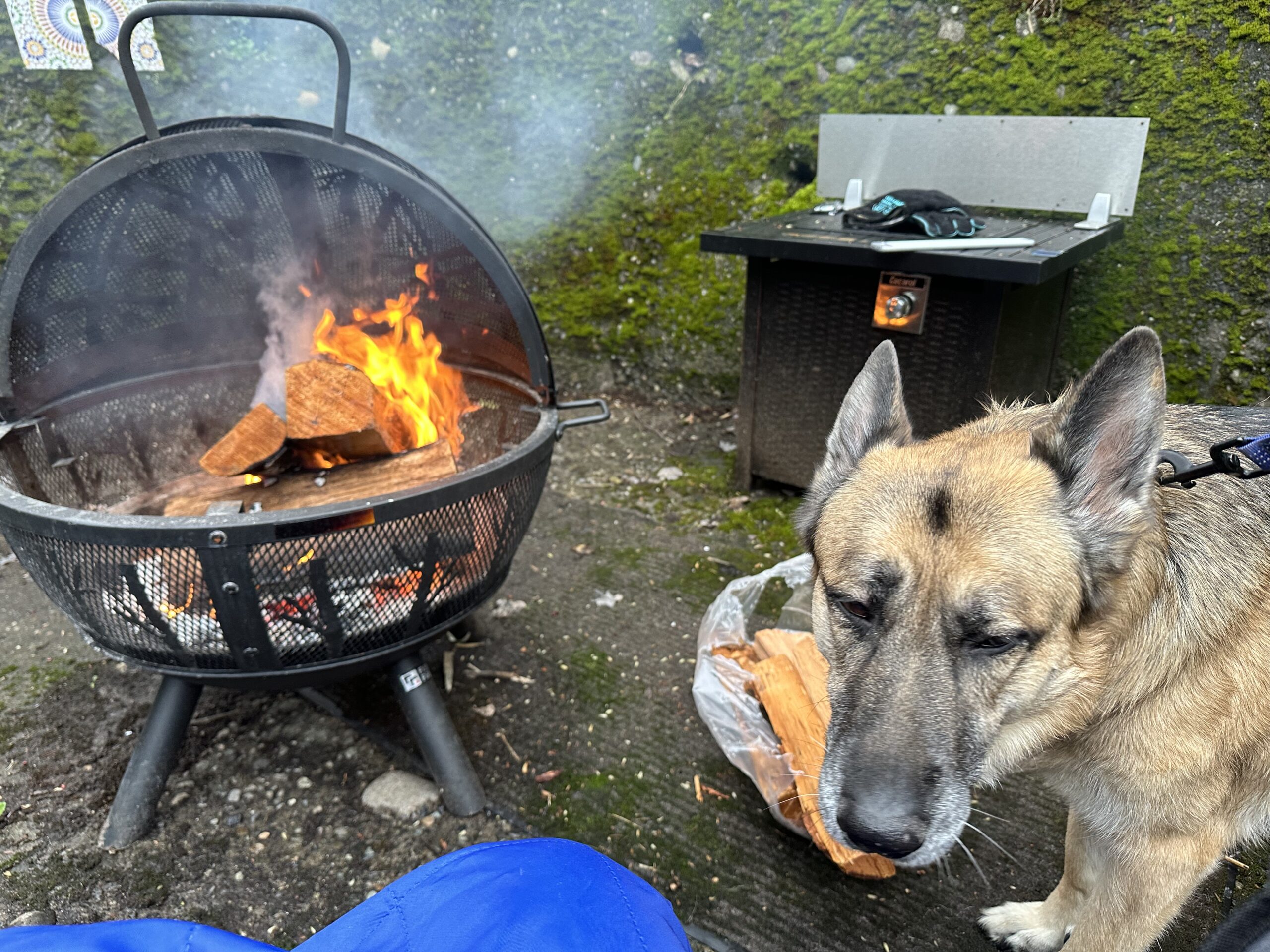 A fire burning in a fire pit and a German Shepard dog.